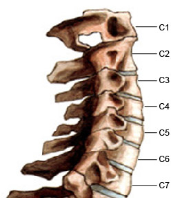 Cervical Spine