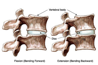 Basic Facet Joint Anatomy