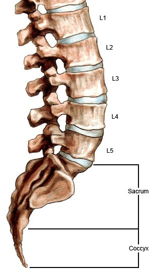 Lumbar Spine