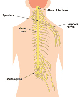 Spine