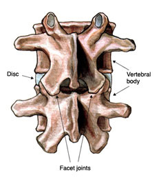 Facet Joint Anatomy
